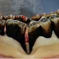 Fatores de risco para doença periodontal bovina – um estudo preliminar