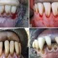 Doenças periodontais e desgaste dentário em rebanhos ovinos no Estado de Goiás, Brasil.